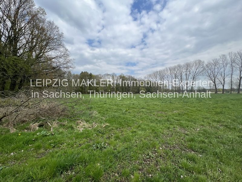 Flache Wiese mit Baumreihen links und rechts, teils belaubt und kahl, Waldweg in Beucha